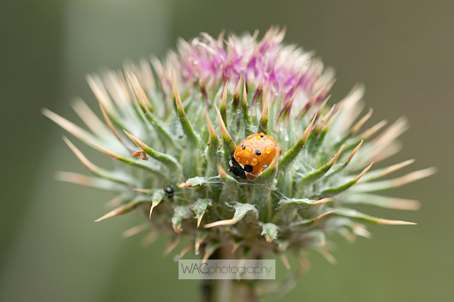 Ladybug After the Rain, Pacific Crest Trail, California