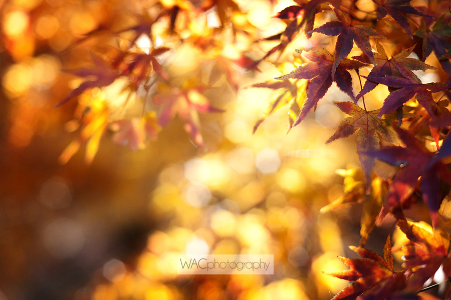 Fall Colors, North Carolina, Autumn Leaves, Peak Color
